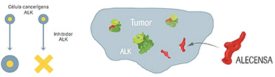 ALK阳性NSCLC 女性患者阿来替尼治疗严重毒性事件率更高