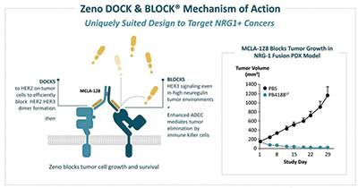 NRG1融合阳性的晚期癌症 靶向HER2/HER3抗体zenocutuzumab研究