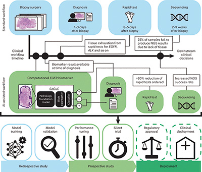 AI模型可基于常规病理切片检测EGFR突变