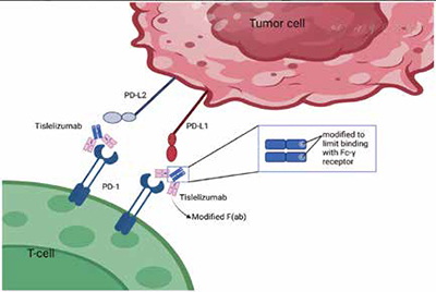 389-390期《全球肿瘤快讯》-50-.jpg 389-390期《全球肿瘤快讯》-50-.jpg