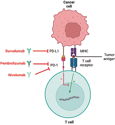 同步化放疗后无进展的LS-SCLC 巩固性应用度伐利尤单抗或为新的标准治疗