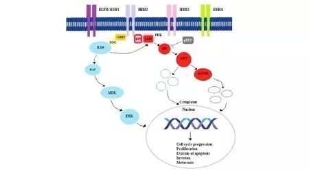 子宫内膜癌中的HER2表达分析