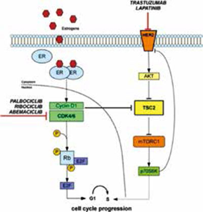 HER2阳性ER阳性乳腺癌   Palbociclib+氟维司群+曲妥珠单抗+帕妥珠单抗新辅助治疗研究