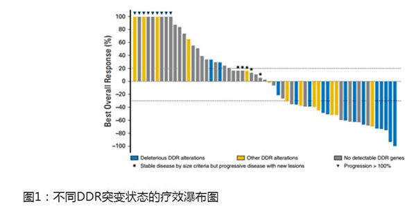 晚期泌尿系肿瘤 DDR突变或为PD-1/PD-L1免疫疗法疗效标志物