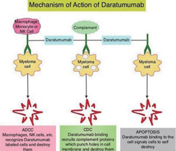 不宜干细胞移植的新发MM联用Daratumumab较单用标准治疗更有效