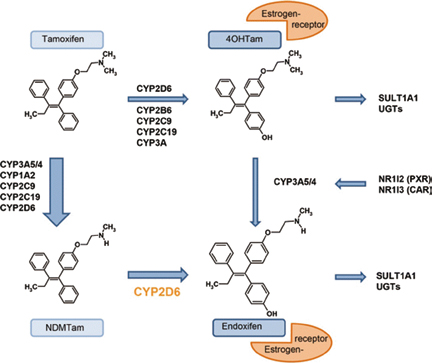 激素受体阳性转移性乳腺癌 CYP2D6基因型指导的他莫昔芬治疗并未改善PFS