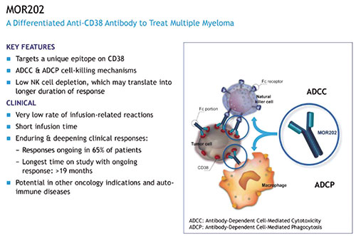 MOR202试治复发/难治性多发性骨髓瘤或安全有效
