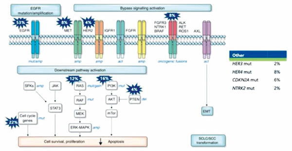 EGFR-TKI耐药的NSCLC HER3-DXd有显著的临床活性