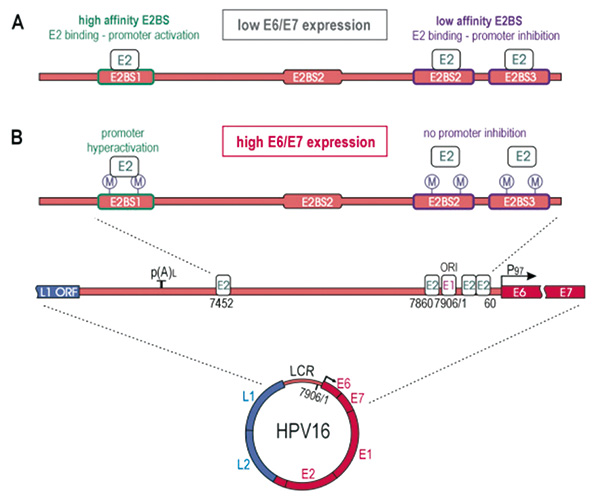 HPV16遗传变异与HPV相关口咽癌患者预后相关