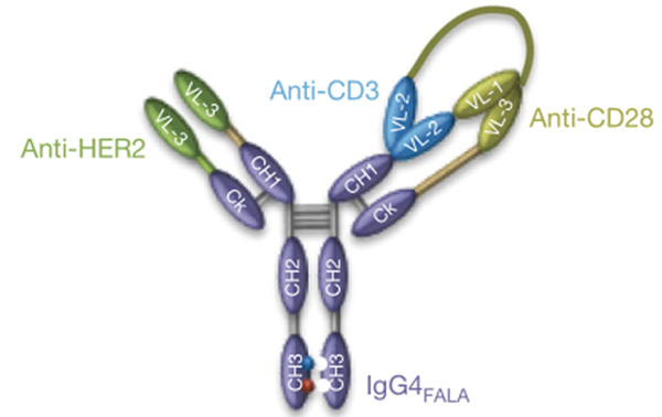 靶向HER2/CD3×CD28的三特异性抗体研究