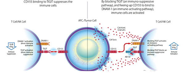 高表达PD-L1的转移性NSCLC 联合Domvanalimab比单用Zimberelimab或更有效