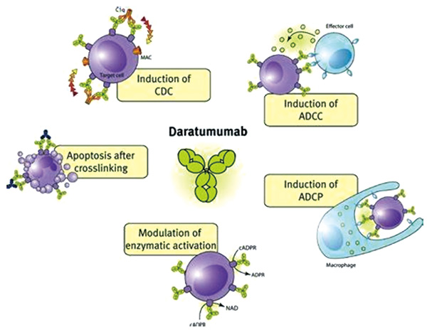 复发或难治性多发性骨髓瘤 含Daratumumab方案显著延长OS