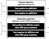 HR+/HER2-转移性乳腺癌 gBRCAm状态与一线治疗后OS和PFS较短相关