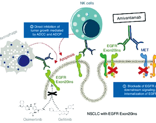 携带Ex20ins的晚期NSCLC Amivantamab-vmjw或有长期疗效