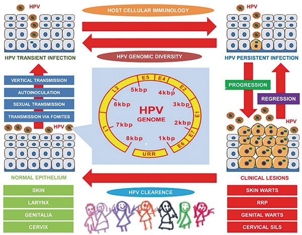 外阴癌和外阴上皮内瘤变HPV亚型分析