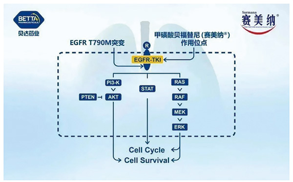 一线治疗EGFR突变的NSCLC 贝福替尼对比埃克替尼更有效