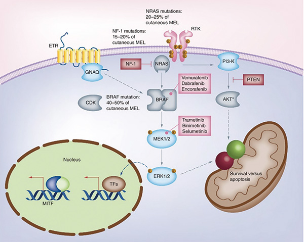 BRAF V600突变的转移性NSCLC Encorafenib联合Binimetinib有效且安全性可控