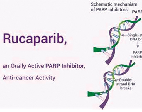 晚期胰腺癌 Rucaparib进展后BRCA回复突变的临床意义