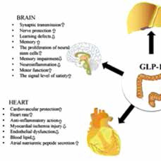 伴或不伴超重/肥胖 GLP-1RA可降低未用药2型糖尿病患者结直肠癌风险 