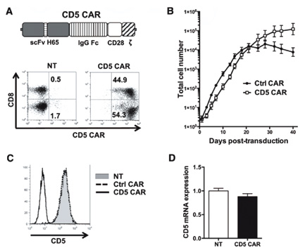 复发/难治性成熟TCL 非基因编辑CD5 CAR T细胞诱导持久缓解