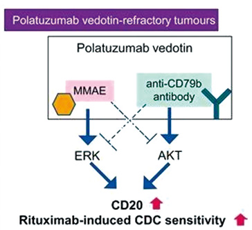 后线治疗复发或难治性DLBCL Pola+R+Len方案仅使部分患者获益