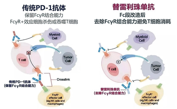 可切除的Ⅱ~ⅢA期NSCLC 围手术期联用替雷利珠单抗有生存获益 