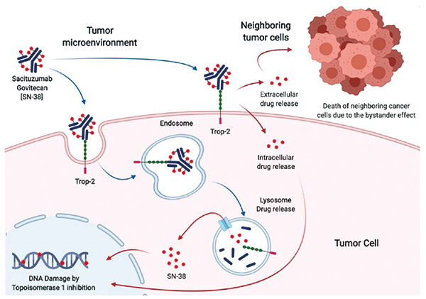 Ⅲ期ASCENT试验最终结果 Sacituzumab govitecan优于化疗