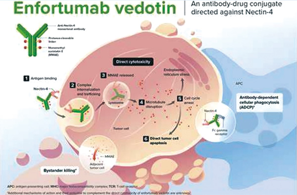 一线治疗晚期尿路上皮癌 Enfortumab Vedotin联合帕博利珠单抗优于含铂化疗 