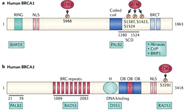 BRCA1和BRCA2序列变异者 双侧卵巢切除术与全因死亡率较低相关