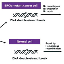 PARPi一线治疗mCRPC 携带BRCA1/BRCA2/CDK12/PALB2突变者获益最大