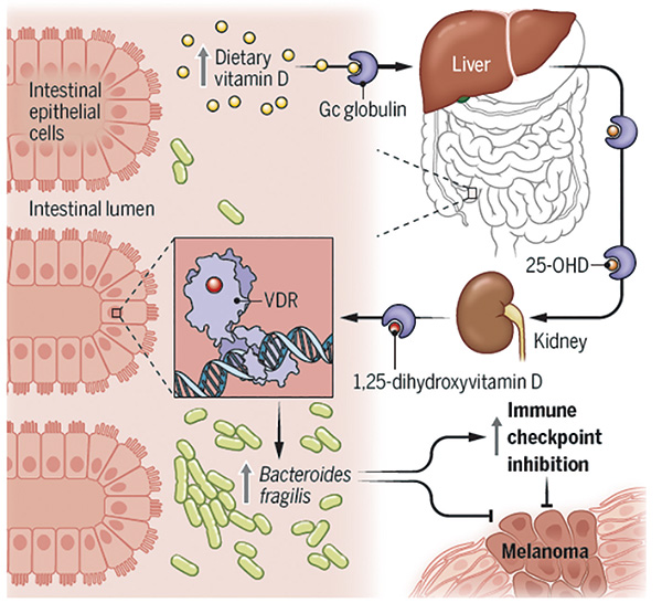 维生素D可调节肠道微生物组提高抗肿瘤能力