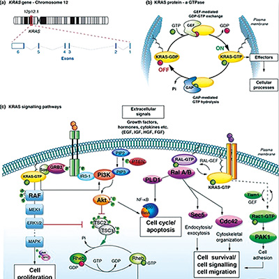 经治的、KRAS G12C突变NSCLC Garsorasib缓解情况好且安全性可控