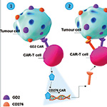 高级别儿童CNS肿瘤 C7R-GD2.CART或为一种新型疗法