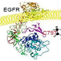 EGFR突变的Ⅲ期NSCLC 化放疗后奥希替尼显著改善PFS 