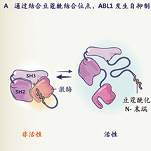 一线治疗新发的CML Asciminib有可能成为首选