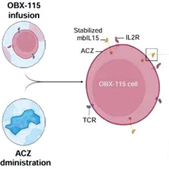 TIL疗法OBX-115治疗ICI耐药黑色素瘤