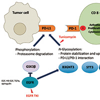 晚期NSCLC PD-1/PD-L1个体化优化组合方案或更有效