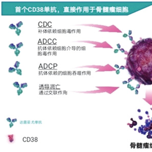 可移植的新发的多发性骨髓瘤 诱导、巩固和维持中使用达雷妥尤单抗均更佳