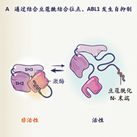 一线治疗新发的CP-CML asciminib单药有较高的早期和主要分子缓解