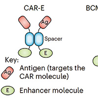 研究发现让CAR-T疗法更持久的策略