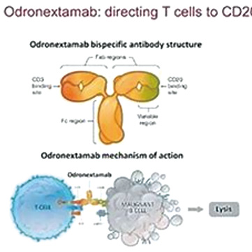 三线治疗复发/难治性滤泡性淋巴瘤 odronextamab完全缓解率高且安全性可控