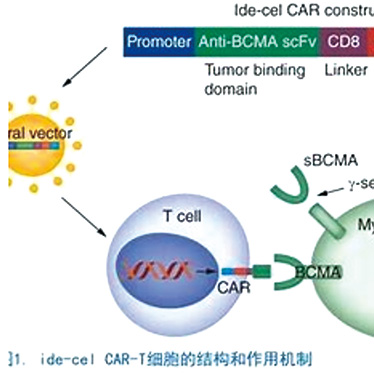 KarMMa-3研究长期随访 PFS和OS数据仍支持使用ide-cel