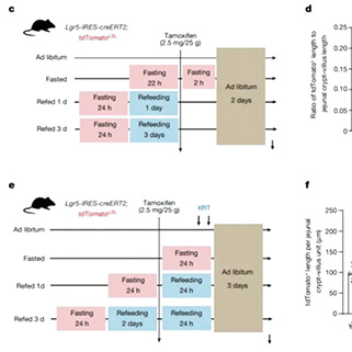 断食可能增加小鼠患癌风险？