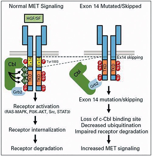 METex14型NSCLC 赛沃替尼一线治疗安全有效