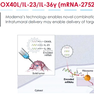 高危导管原位癌 瘤内注射mRNA-2752和帕博利珠单抗安全