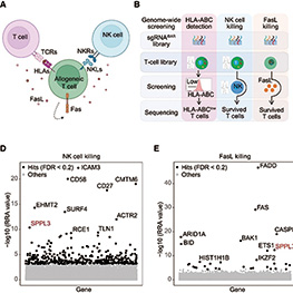国人研究发现优化CAR-T疗法关键靶点