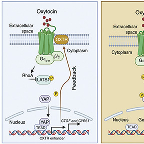 保胎药或有抑制肝癌生长作用