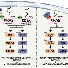 KRAS G12C突变的NSCLC 真实世界中多西他赛的疗效有限