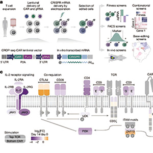 研究发现能提升CAR-T效能的基因