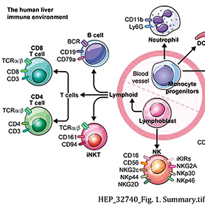 临床前模型及临床肝细胞癌 E7386可增强仑伐替尼的抗肿瘤活性